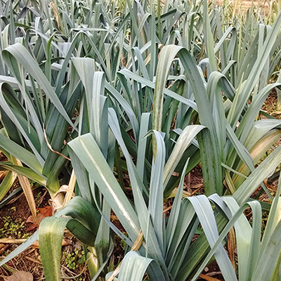Leeks: A guide to the versatile winter workhorse 